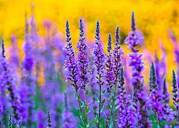 超过3000名员工正在开发《使命召唤》系列